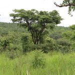 Pterocarpus angolensis Hábito