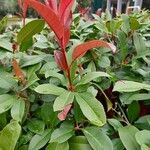 Photinia glabra Blad