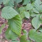 Rubus questieri Blad