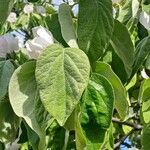 Cydonia oblonga Yaprak
