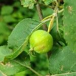 Malus sikkimensis Плод