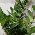 Zamioculcas zamiifolia Fuelha