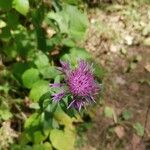 Centaurea nigrescens Fiore