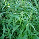 Setaria barbata Habitat