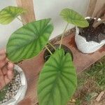 Alocasia clypeolata Hoja