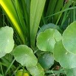 Hydrocotyle verticillata Leaf