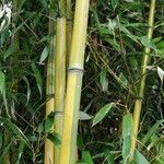 Phyllostachys aureosulcata বাকল