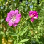 Epilobium hirsutumЦвят