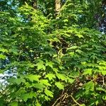 Acer pseudoplatanus Blatt