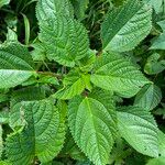 Laportea aestuans Leaf