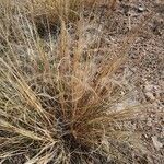 Stipa pennata Frukt