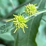 Verbesina alternifolia Flower