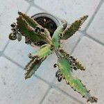 Kalanchoe × houghtonii Leaf