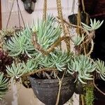 Dudleya edulis Hoja
