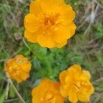 Trollius chinensis Fiore