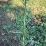 Artemisia abrotanumLapas