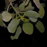 Phoradendron robustissimum Blatt