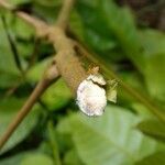 Tapirira guianensis Blomst