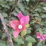 Bougainvillea × buttianaÇiçek