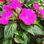 Impatiens walleriana Blüte