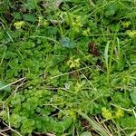 Chrysosplenium oppositifolium Habitat