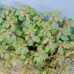 Parietaria judaica Habit