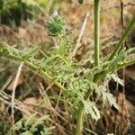 Phacelia tanacetifolia Кора