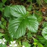 Rubus hispidus Leaf