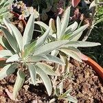 Salvia apiana Leaf