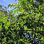 Pterocarpus indicus Fruit