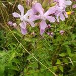 Saponaria officinalisFloare