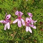 Pelargonium denticulatum