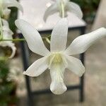 Dendrobium crumenatum Floare
