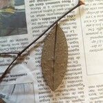 Guatteria citriodora Leaf