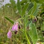 Symphytum officinale অন্যান্য