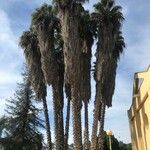 Washingtonia filifera Blad