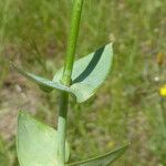 Blackstonia perfoliata Leaf