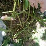 Rhipsalis floccosa Leaf