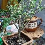 Serissa japonica Hoja
