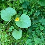 Cucumis melo Likasa