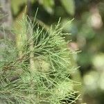 Gymnostoma nodiflorum Hoja