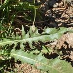 Crepis conyzifolia Folha