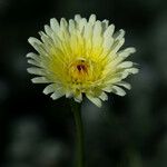 Malacothrix glabrata Flower