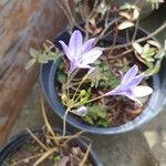 Triteleia laxa Çiçek