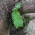 Metasequoia glyptostroboidesList