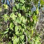 Humulus lupulus Leaf