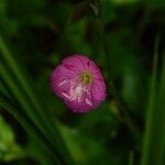 Oenothera roseaFlower