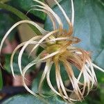 Clematis patens Vaisius