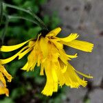 Hieracium cerinthoides Blodyn