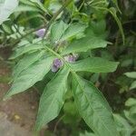 Solanum seaforthianum Leaf